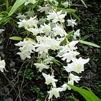 Fragrant Therapeutic Orchid all spice a Common perfume ingredients essential oils to make a scent at scentopia