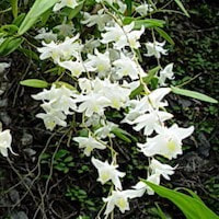 Dendrobium crumenatum Sw. syn. Dendrobium caninum Merrill, D. kwashotense perfume ingredient at scentopia your orchids fragrance essential oils