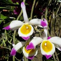 Fragrant Therapeutic Orchid Dendrobium crystallinum Rchb. f.