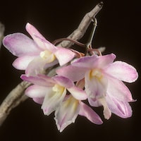 Fragrant Therapeutic Orchid Dendrobium cumulatum Lindl.