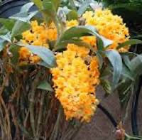 Dendrobium densiflorum Lindl perfume ingredient at scentopia your orchids fragrance essential oils