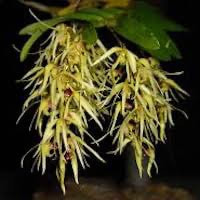 Dendrobium denudans D. Don perfume ingredient at scentopia your orchids fragrance essential oils