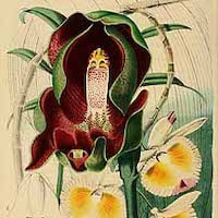 Fragrant Therapeutic Orchid Dendrobium devonianum Paxton D. pulchellum Lindl.