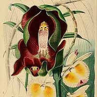 Dendrobium devonianum Paxton D. pulchellum Lindl. perfume ingredient at scentopia your orchids fragrance essential oils