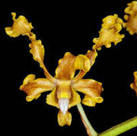 Fragrant Therapeutic Orchid Dendrobium discolor Lindl. Syn. Dendrobium undulatum R. Br., D. elobatum Rupp., D. fuscum Fitzg.