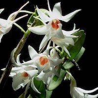 Fragrant Therapeutic Orchid Dendrobium draconis Rchb.f.