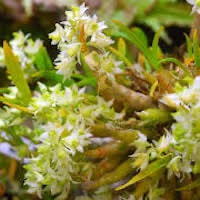 Dendrobium eriiflorum Griff. perfume ingredient at scentopia your orchids fragrance essential oils