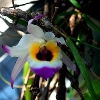 Dendrobium falconeri Hook.f. syn Dendrobium erythroglossum Hayata perfume ingredient at scentopia your orchids fragrance essential oils