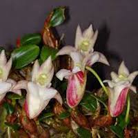 Fragrant Therapeutic Orchid Dendrobium fargesii Finet. syn. Epigeneium fargesii (Finet) Gagnep