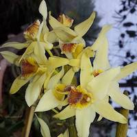 Fragrant Therapeutic Orchid Dendrobium heterocarpum Wall. ex Lindl.
