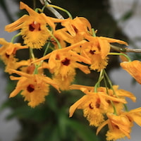 Fragrant Therapeutic Orchid Dendrobium hookerianum Lindl.