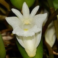 Fragrant Therapeutic Orchid Dendrobium hymenanthum, Rchb.f. syn. Dendrobium quadrangulare C.S.P. Parish & Rchb. f.