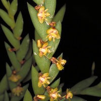 Dendrobium indivisum (Blume) Miq. perfume ingredient at scentopia your orchids fragrance essential oils