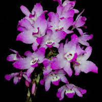 Fragrant Therapeutic Orchid Dendrobium linawianum Rchb. f.