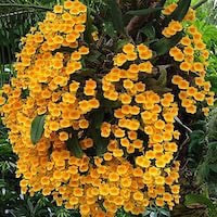 Dendrobium lindleyi Steub perfume ingredient at scentopia your orchids fragrance essential oils