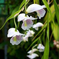 Fragrant Therapeutic Orchid Dendrobium linearifolium Teijsm.& Binn.
