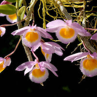 Fragrant Therapeutic Orchid Dendrobium loddigesii Rolfe