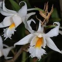 Fragrant Therapeutic Orchid Dendrobium longicornu Wall ex Lindl. Syn. Dendrobium bulleyi Rolfe, D. ﬂexuosum Grifﬁth, D. hirsutum Grifﬁth.