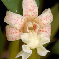 Fragrant Therapeutic Orchid Dendrobium macraei Lindl. Desmotrichum ﬁmbriatum Bl., Flickingeria ﬁmbriata (Bl) Hawkes