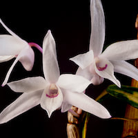 Fragrant Therapeutic Orchid Dendrobium moniliforme (L.) Sw. syn. Dendrobium candidum Wallich ex Lindl., Dendrobium wilsonii Rolfe