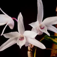 Dendrobium moniliforme perfume ingredient at scentopia your orchids fragrance essential oils