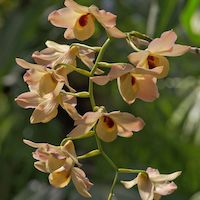 Fragrant Therapeutic Orchid Dendrobium moschatum (Buch.–Ham.) Sw.