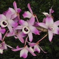 Fragrant Therapeutic Orchid Dendrobium nobile Lindl. Syn Dendrobium lindleyanum Griff., D. coerulescens Lindl., D. formosanum Rchb. f.