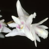 Fragrant Therapeutic Orchid Dendrobium nodosum Dalzell. syn. Flickingeria nodosa (Dalzell) Seidenf.
