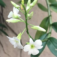 Fragrant Therapeutic Orchid Dendrobium ovatum (L.) Kraenzl.