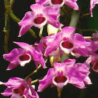 Fragrant Therapeutic Orchid Dendrobium. Parishii Rchb. f.