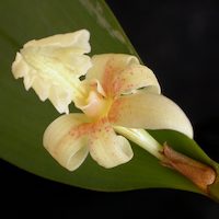 Fragrant Therapeutic Orchid Dendrobium plicatile Lindl. syn. Flickingeria  ﬁmbriata (Blume)  A.D. Hawkes; Dendrobium macraei  Lindl.,