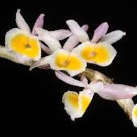 Fragrant Therapeutic Orchid Dendrobium polyanthum Wall ex Lind. syn. Dendrobium primulinum Lindl.