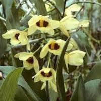 Dendrobium pulchellum Roxb. ex Lindl. perfume ingredient at scentopia your orchids fragrance essential oils