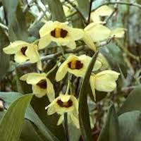Fragrant Therapeutic Orchid Dendrobium pulchellum Roxb. ex Lindl.