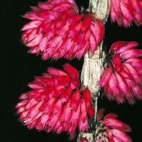 Dendrobium purpureum Roxb. perfume ingredient at scentopia your orchids fragrance essential oils
