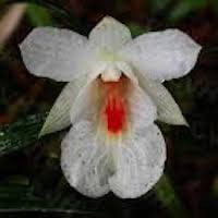 Dendrobium sinense perfume ingredient at scentopia your orchids fragrance essential oils