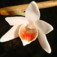 Dendrobium Singaporense  perfume ingredient at scentopia your orchids fragrance essential oils