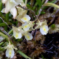 Fragrant Therapeutic Orchid Dendrobium subulatum (Blume) Lindl.