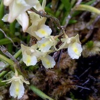 Dendrobium subulatum (Blume) Lindl. perfume ingredient at scentopia your orchids fragrance essential oils
