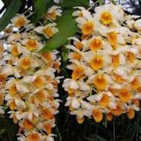 Dendrobium thyrsiflorum B.S. Williams perfume ingredient at scentopia your orchids fragrance essential oils