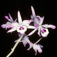 Fragrant Therapeutic Orchid Dendrobium transparens Wall ex Lindl.