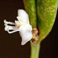 Fragrant Therapeutic Orchid Dendrobium trigonopus Rchb. f.