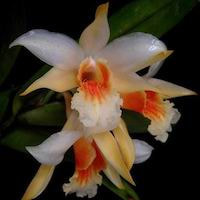 Fragrant Therapeutic Orchid Dendrobium williamsonii J. Day & Rchb. f.