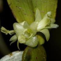 Dendrobium xantholeucum  perfume ingredient at scentopia your orchids fragrance essential oils