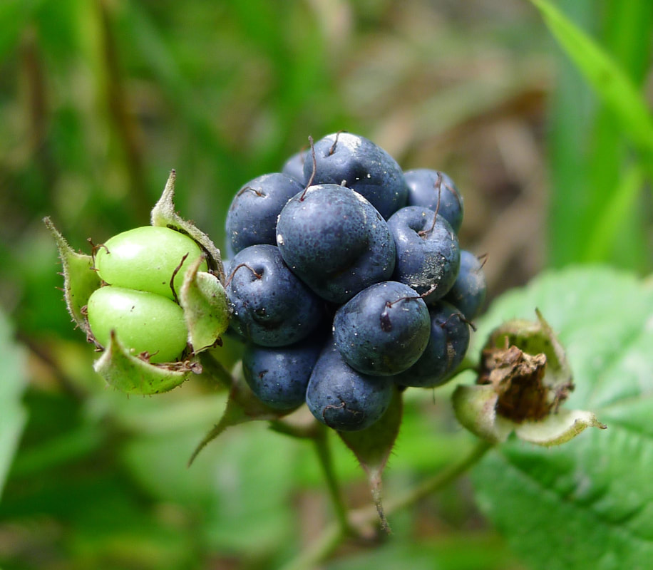 Dewberry can be found in some books and songs that take place in rural or wild settings