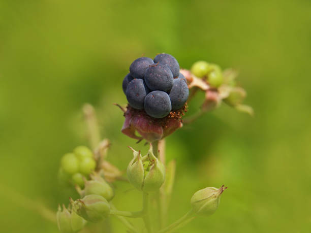 Dewberries have a sweet and slightly tart scent