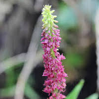 Fragrant Therapeutic Orchid Dienia ophrydis (J. Koenig) Seidenf. syn. Malaxis latifolia Sm., Anaphora lipaarioides Gagnep.