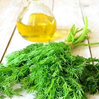 Dill Oil with health benefits