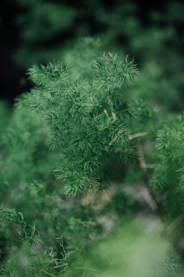 Dill has a long history of use dating back to ancient civilizations.