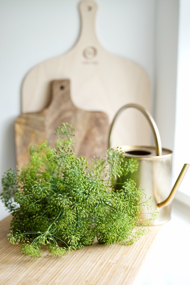 Dill essential oil is made from the seeds of the dill plant. 